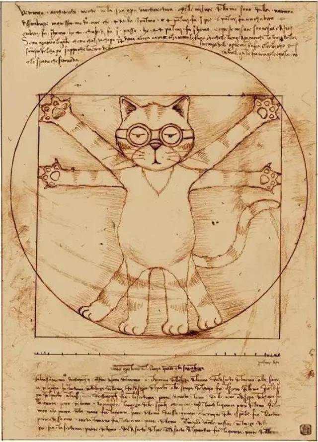 猫:现代家居中一件动态的艺术品