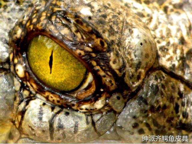 恐怖的鳄鱼眼睛 有胆你就盯着看 试试能坚持多久
