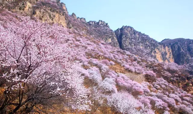 春天,它作为中国北方最大的野生桃花生长集散地,当漫山遍野的桃花盛开