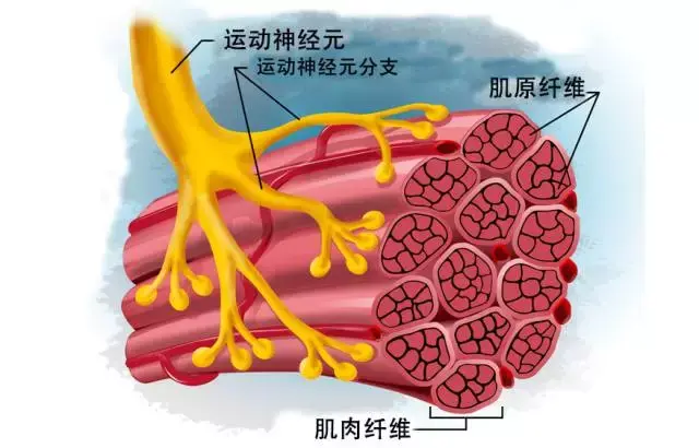 肌皮神经支配肌肉图片