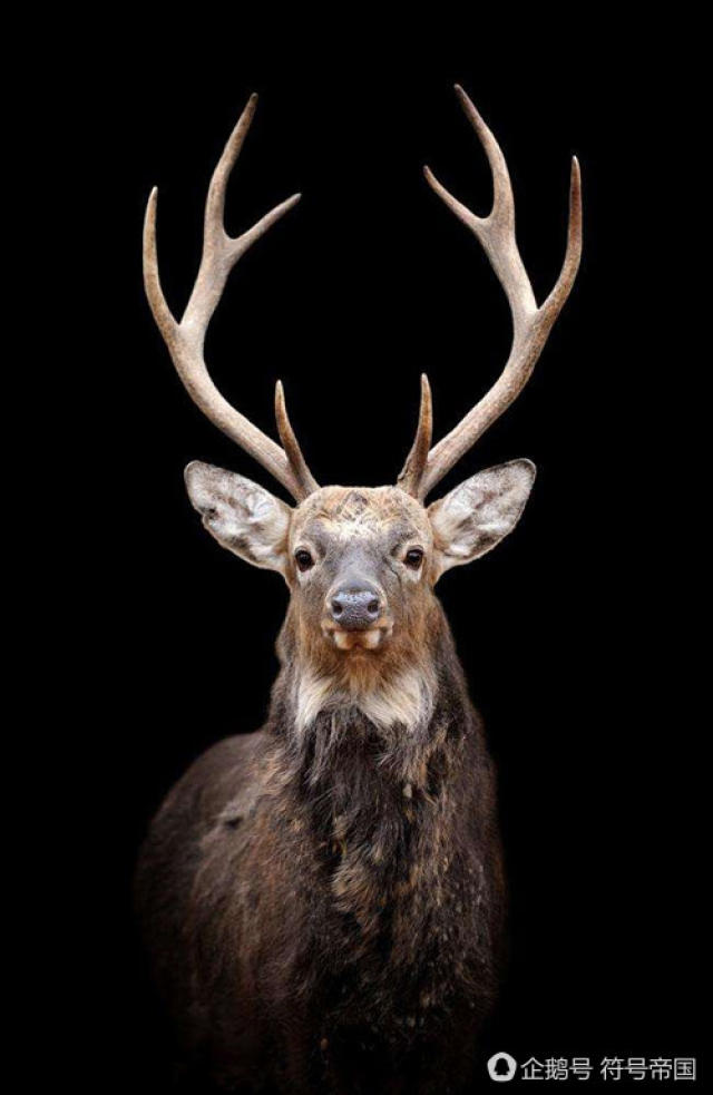 对于麖来说,尸山就像是饮鸩止渴的毒酒,它们只能以尸体为食,非尸水不