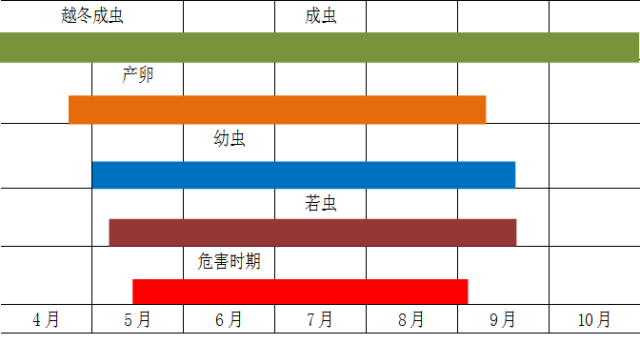 玉米红蜘蛛的发生规律和防治方法
