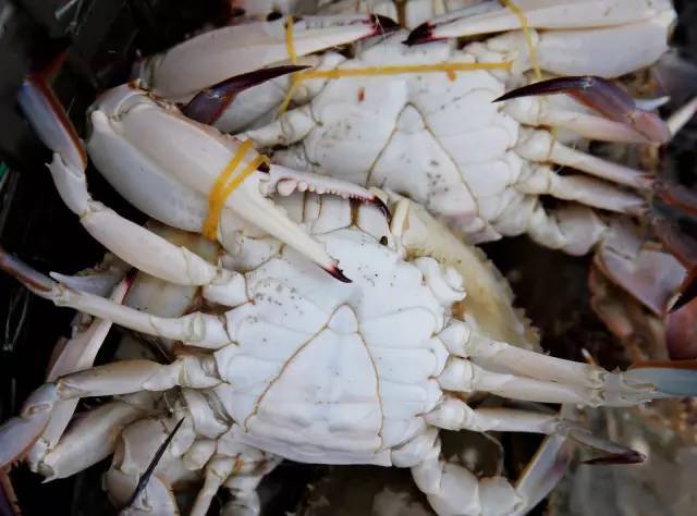 这是公蟹.→ 肚脐是很明显的三角形. 用手挤压腹部,越厚重,越肥美.