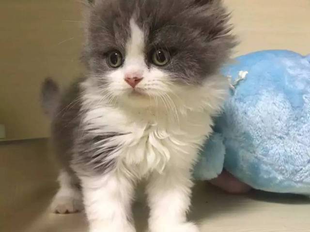 图源@newbee英雄联盟 clearlove7 小7 小7作为赛文哥身边的大红喵