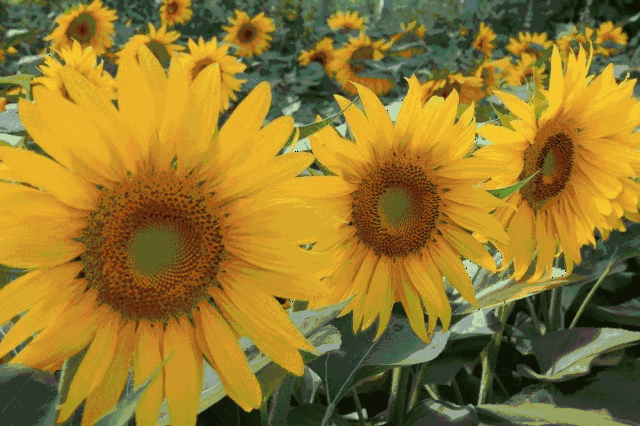 640_426gif 动态图 动图