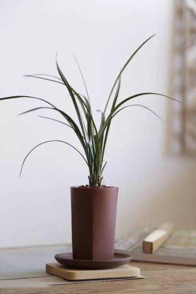 这七种植物,让书房更有味道