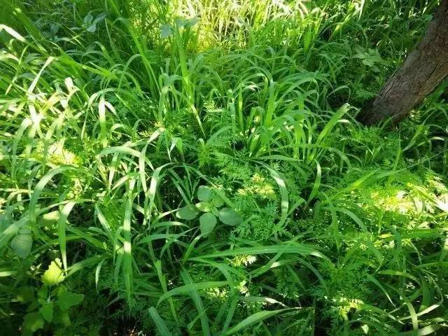 中医与有机农业 | 杂草,大自然不允许浪费