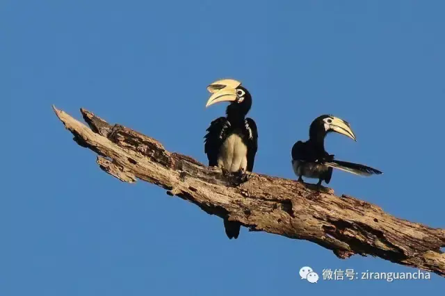 在中國,有花冠皺盔犀鳥,冠斑犀鳥,雙角犀鳥,棕頸犀鳥,白喉犀鳥5種犀鳥