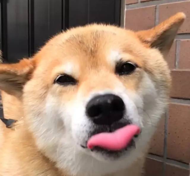 一只连喝水都在笑的柴犬,拥有260万粉丝,用笑容治愈了无数人!