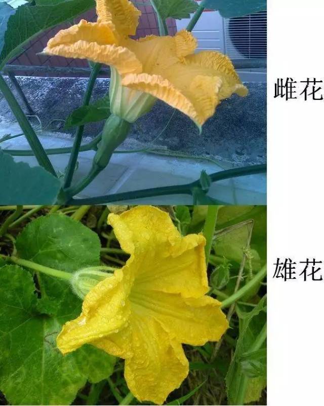 黄瓜花雄蕊和雌蕊图片