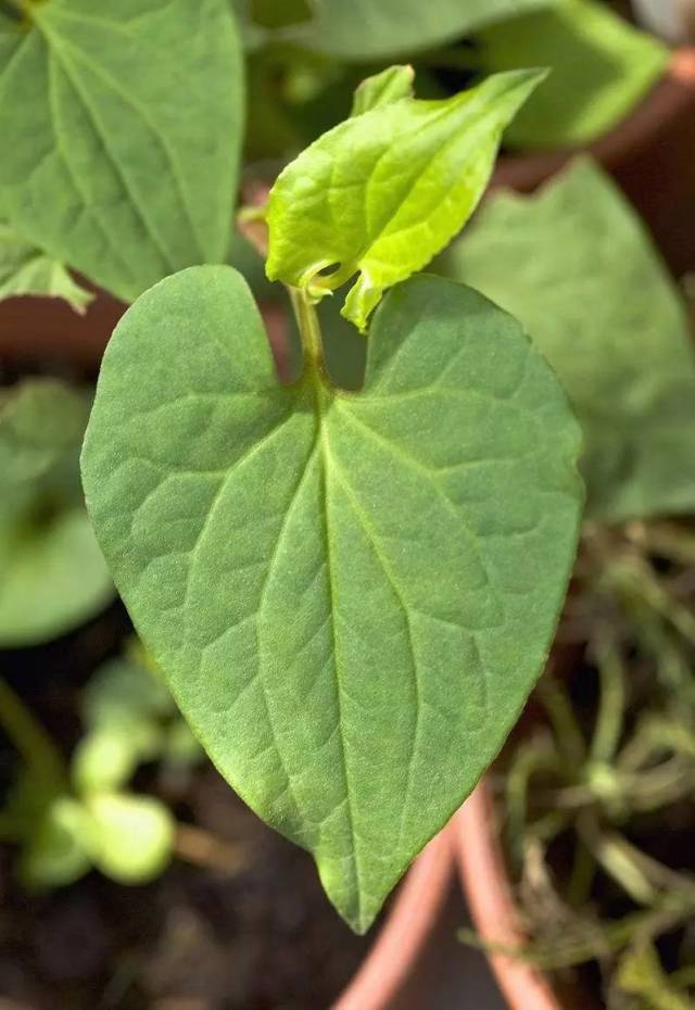 第二步:栽種 種植魚腥草應選擇有自然遮陰(半陰半陽),盆土疏鬆肥沃