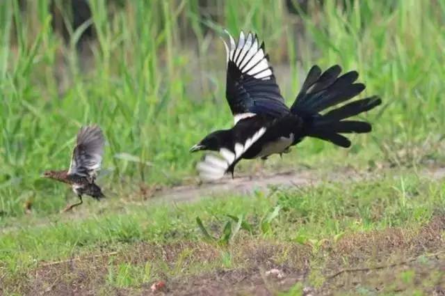 新知丨灰喜鹊就是灰色的喜鹊吗?