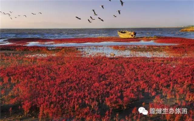 2017年9月10日(周日)北海公园红海滩 海鲜自助餐休闲一日游团员招募