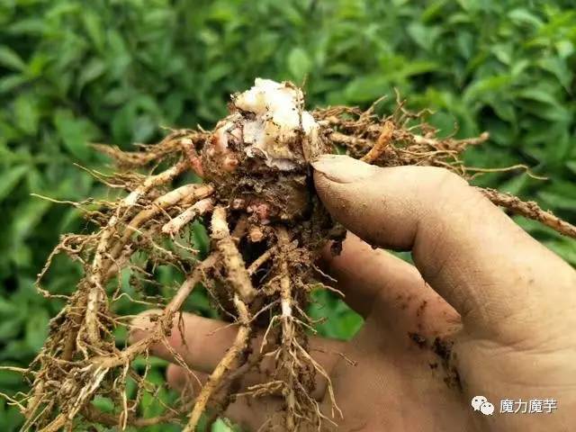 魔芋根 根茎不仅起到吸收水分和无机盐向上运输,还有进行合成与同化的