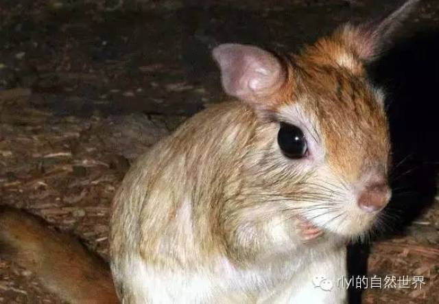 跳兔头部特写 体长:35-45厘米 身高:蹲坐高度28