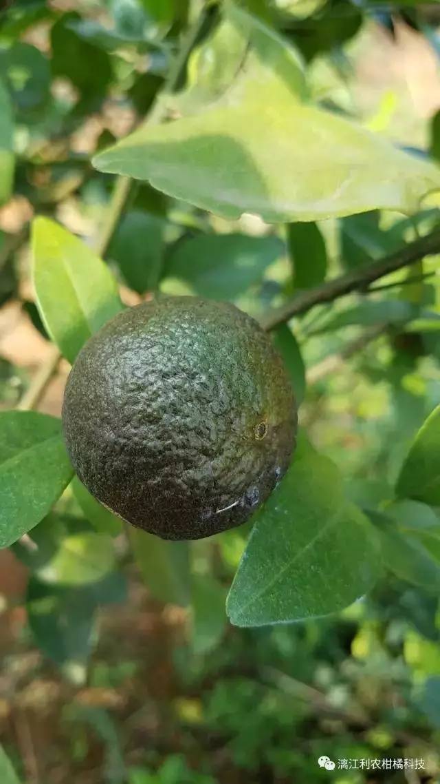 锈蜘蛛的识别与防治