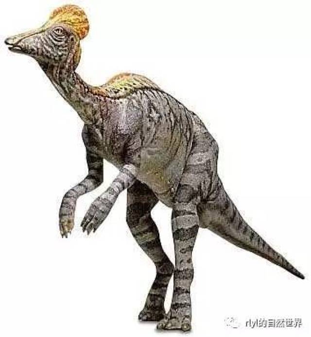 【恐龙探索】怒吼天尊——盔龙!