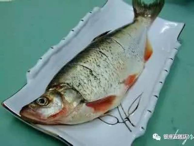 噘嘴鲢鱼:155元/斤