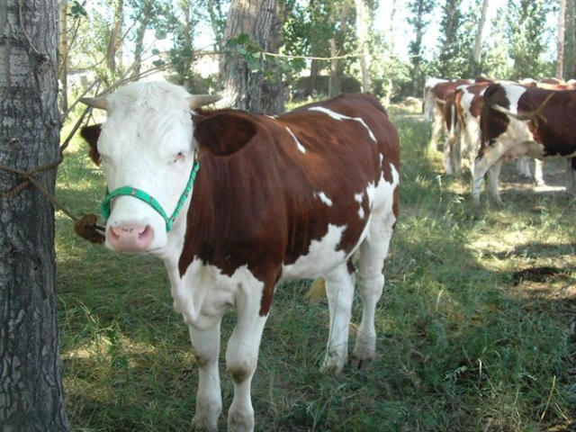 东北西门塔尔牛最新价格