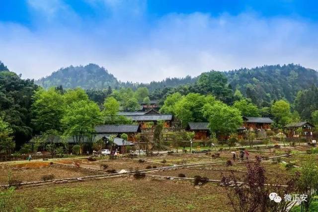 品正安白茶 住正安小镇