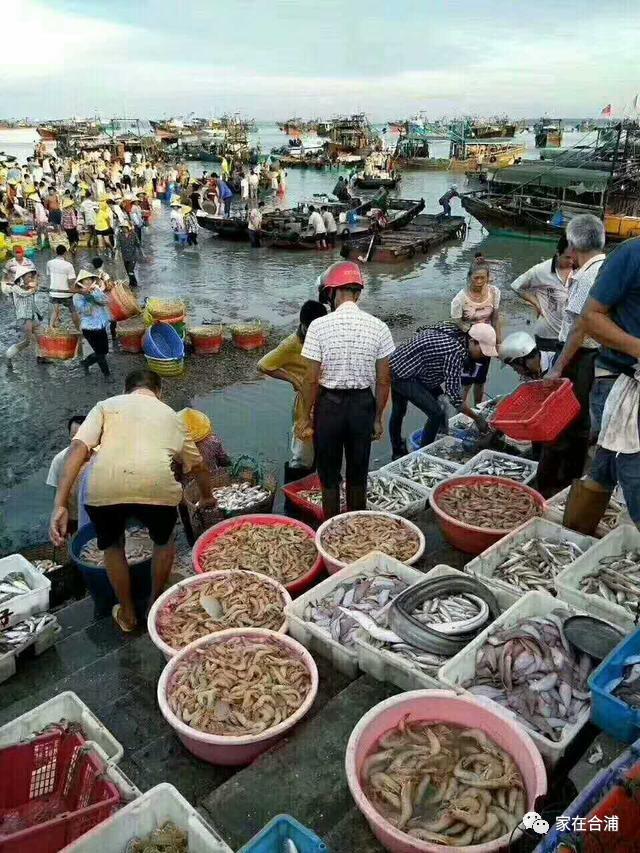 这是北海沙田码头的情况,每天早上七点四十,码头海鲜都会被到来的食客