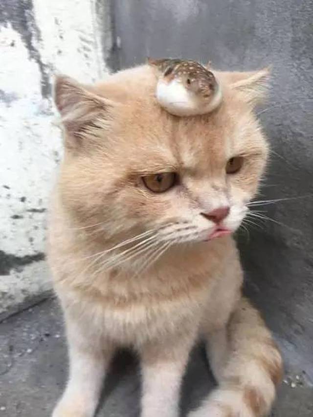 捕了一筐鱼,里面有一只河豚,于是试着放在了猫的头上,结果.