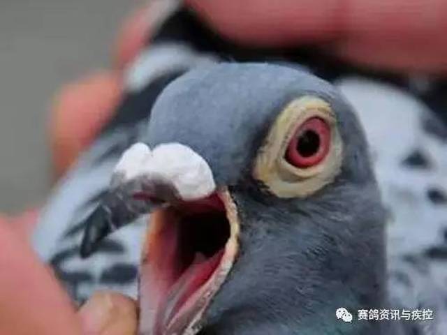 自然黑舌与病态黑舌 自然黑舌 赛鸽是健康的,没有