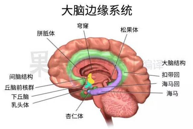 中有许多与情绪和记忆有关的组织,例如与快乐,奖赏等情绪相关的伏隔核