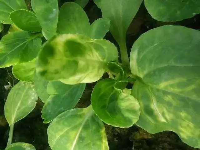 把握不住的药害,最终却成了农民的"要害"