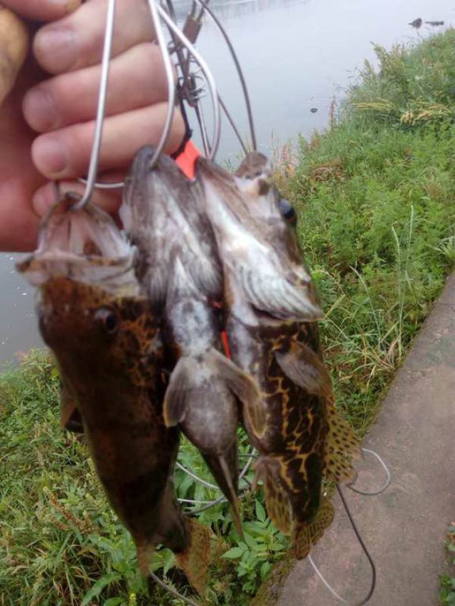 珍稀的石斑鳜,学会路亚以后我吃腻