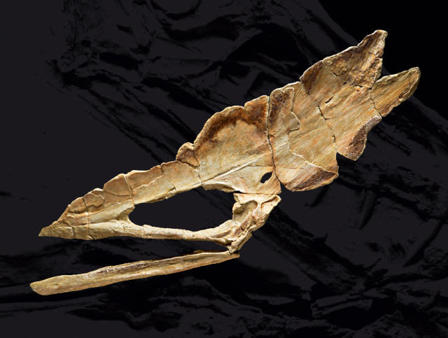 掠海翼龙头骨化石标本