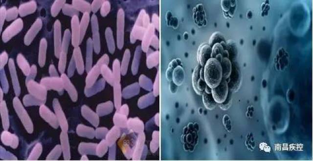 当心冰箱里的这些"嗜冷菌"!