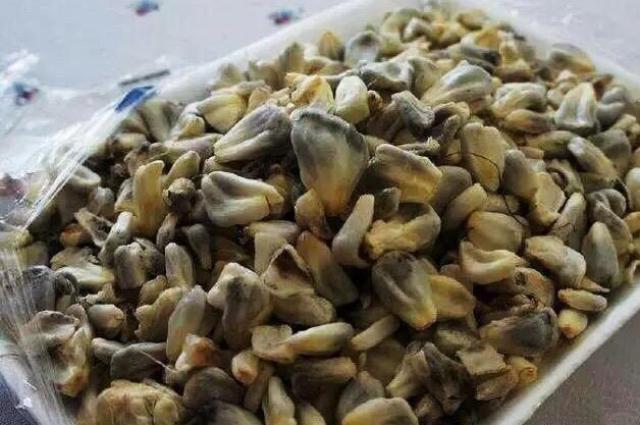 随着种植技术的发展乌米现在已经很难见到了,成了很多人记忆里的美味.