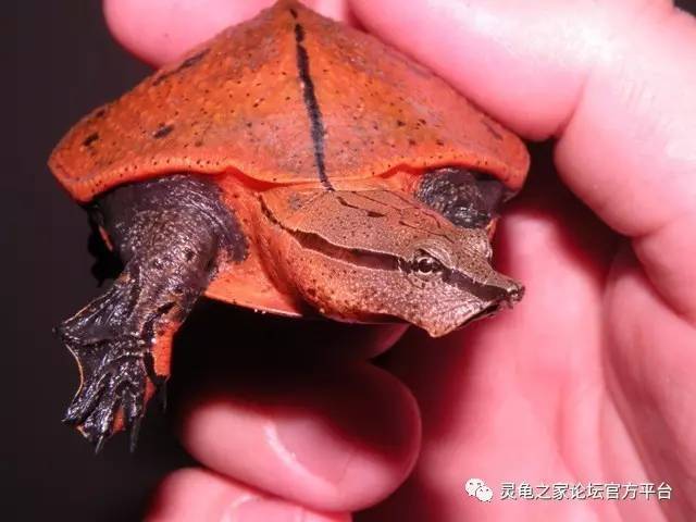 学名:cycloderma aubryi 别称:奥布利圆鳖,欧氏圆鳖 体长:55cm 适温