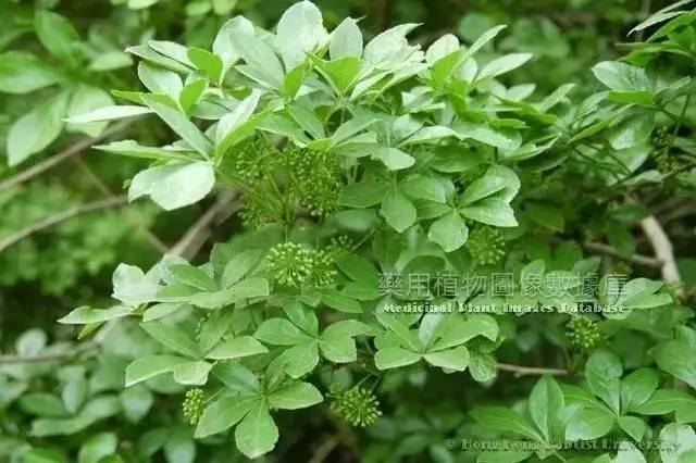 五加皮植物图片,树五加,刺五加皮效与图片(第8页)_大山谷图库