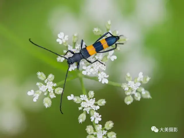 《双条杉天牛》 栾美华 摄