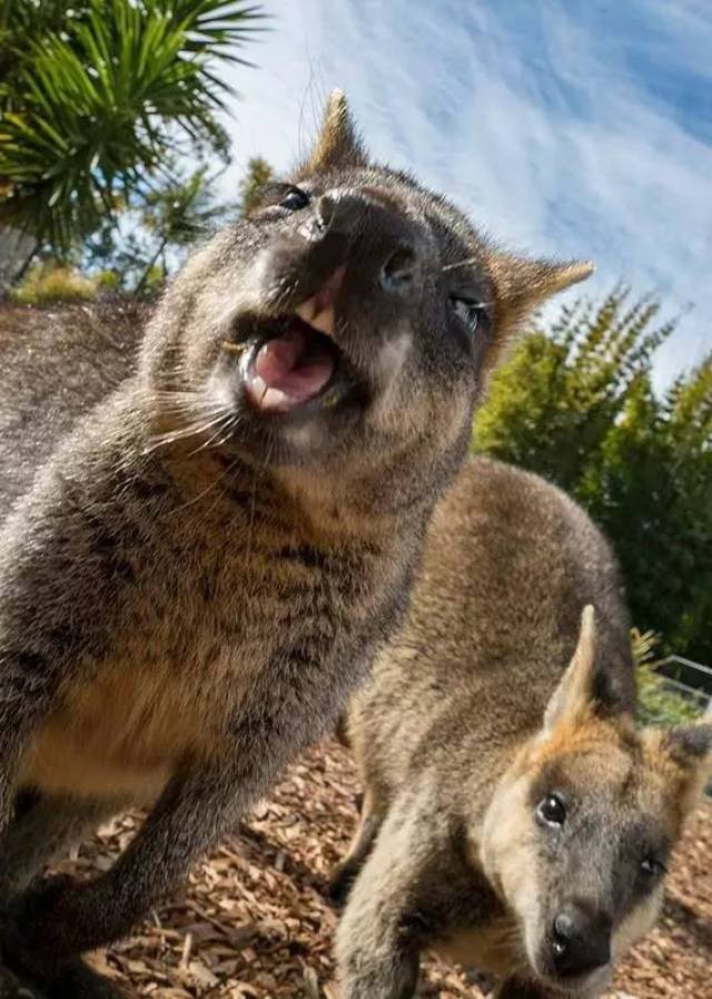 photoby symbio wildlife park