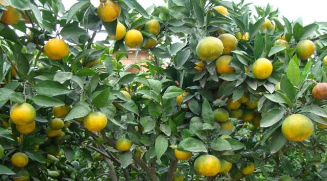 果实膨大期 施肥有要点