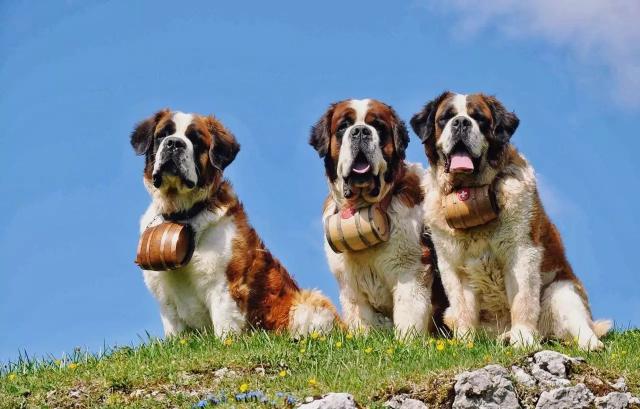 但同时,圣伯纳又因温顺镇静的性格,爱与人尤其是孩子亲近的特点,成为