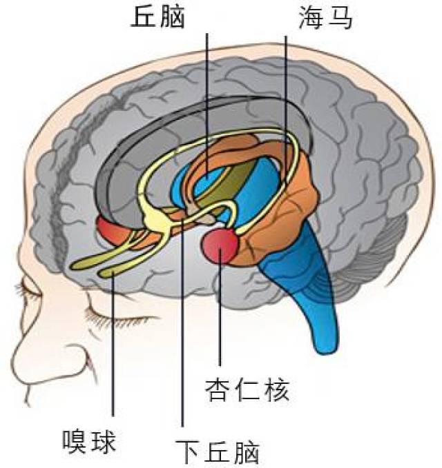 當我們放棄嗅覺時我們放棄了什麼