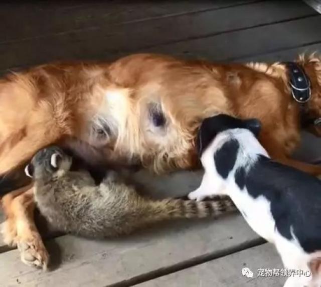 金毛妈妈眼神死趴在地上喂奶,再一看她怀里的小宝宝…笑喷