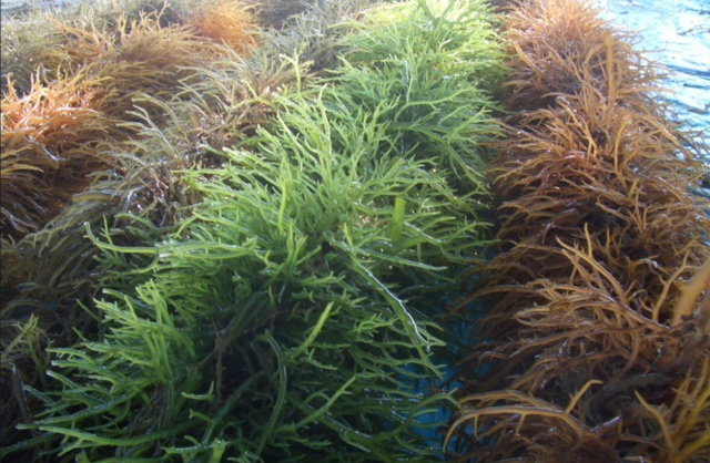 海藻的种类 苏格兰海域中有数百种海藻, 大致上可分为绿藻,棕藻及红藻