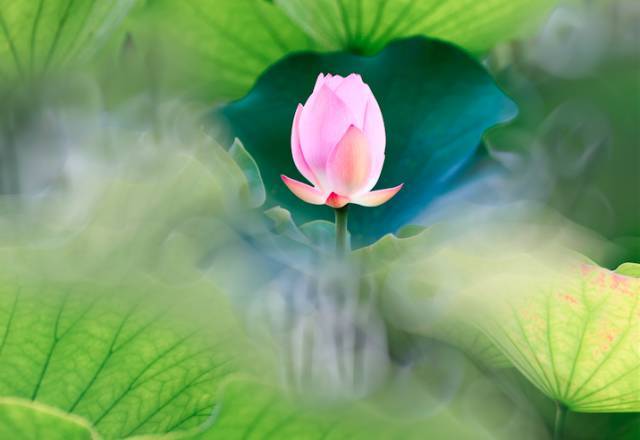 【睿智慧语】心生莲花,芬芳自来