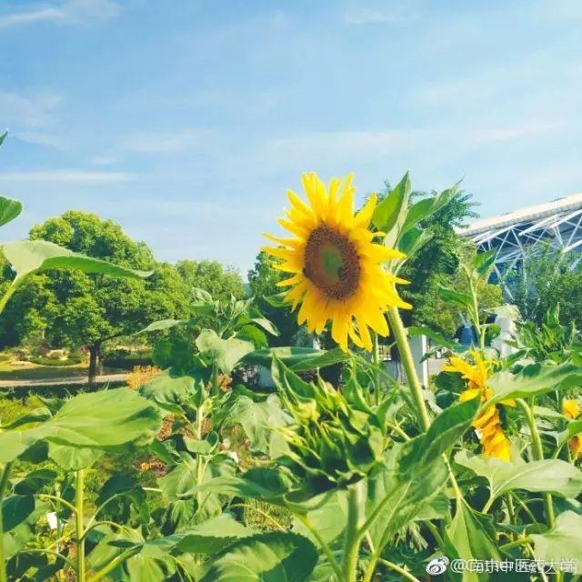 夏天, 向日葵迎着太阳转动着"脑袋",别致的可爱.
