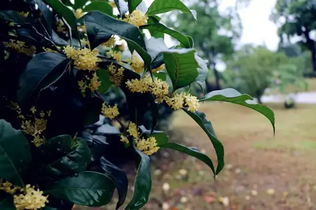 金寨桂花香满城-文化频道-手机搜狐