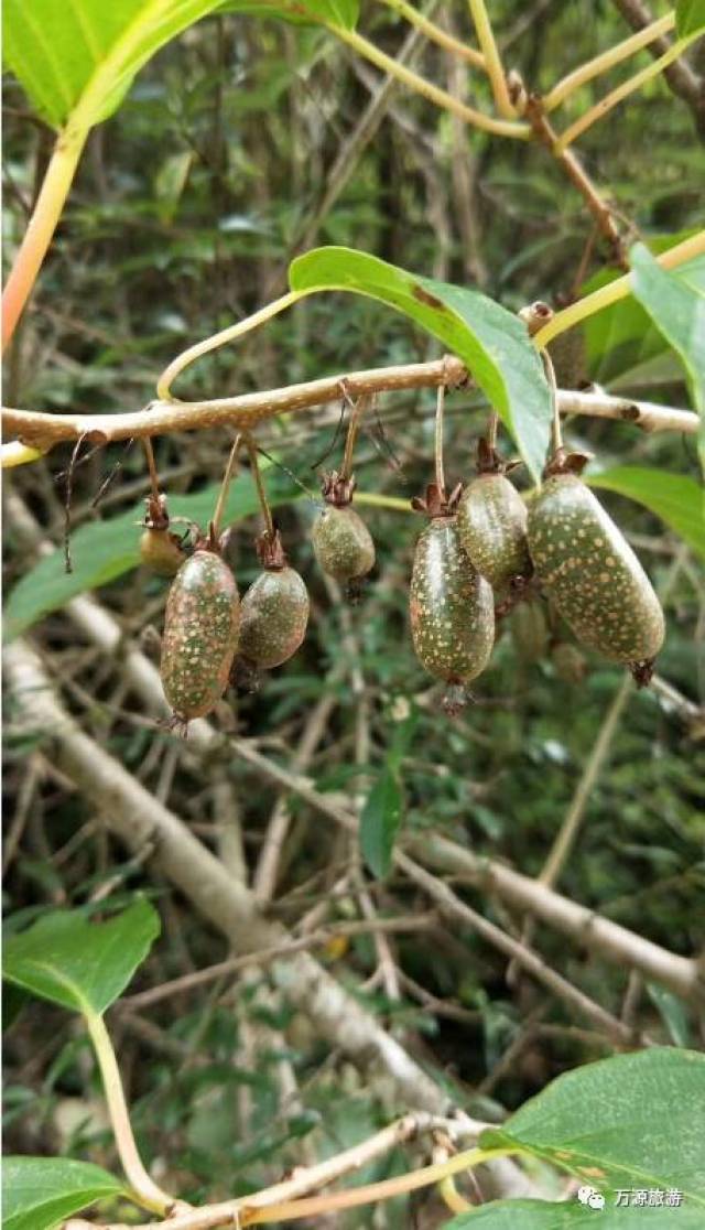 回味儿时的味道——"牛奶子"