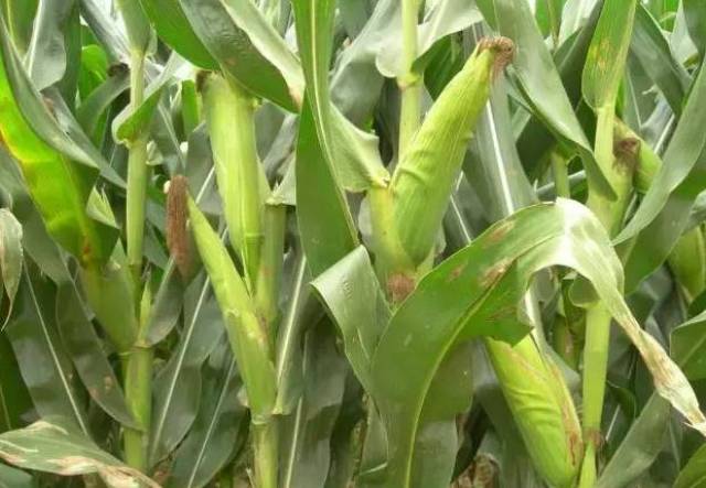 玉米最新动向:9月多项利好齐发,涨价成必然?