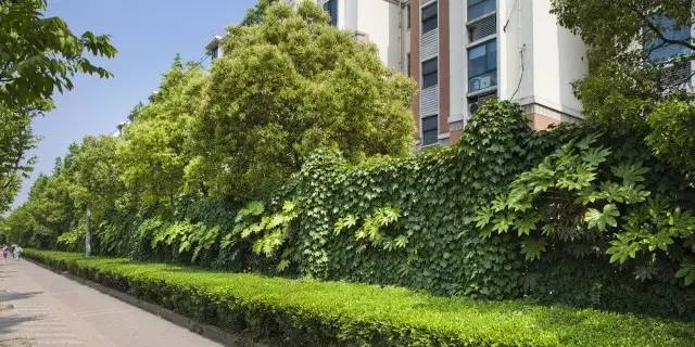 呼兰路围墙绿化