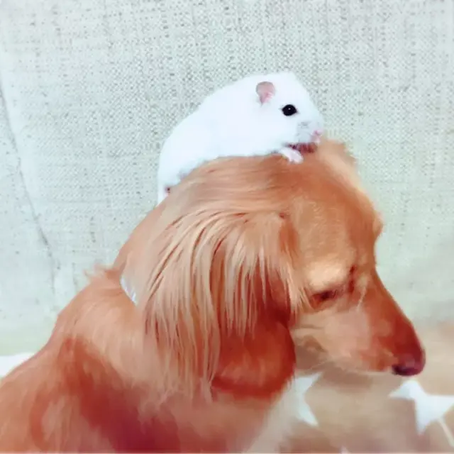 这对"鼠狗cp"每天形影不离,太暖心了