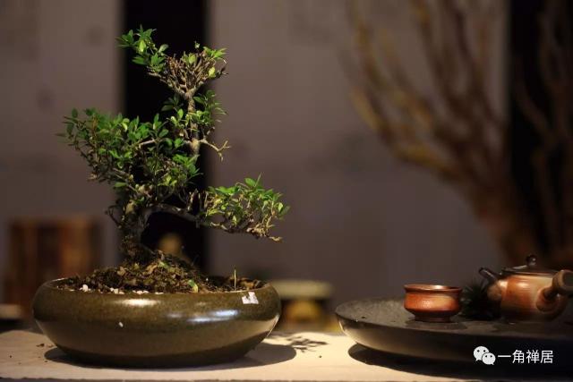 禅意无边,美在意境